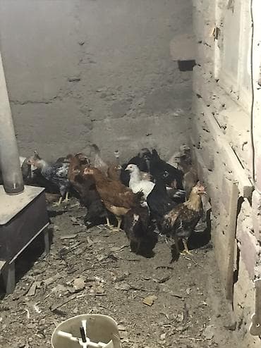 toy pudel: Toyuq, Ətlik, Ödənişli çatdırılma, Rayonlara çatdırılma — 3
