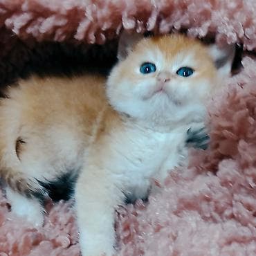 elektrik yuvası: Britan — 1