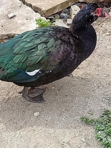 Musk ördəyi (Cairina moschata) – yetişdirmə və təsərrüfat üçün