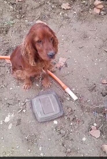 koker spaniel satilir: Koker spaniyel — 1