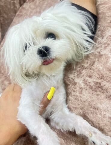 pişik satişi: Malta bolonka — 11