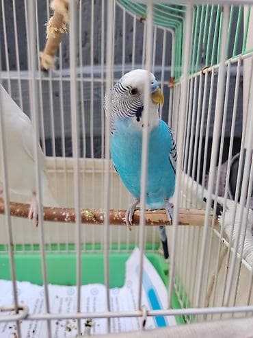 danisan popuqay: 35₼ bütöv dəst tutuquşu satıldı təcili!!! 35₼ daxildir Qəfəsi✅ iki — 2