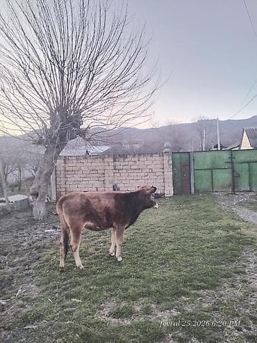 erkey dana: Dana, buzov, Dişi, ay: 1, Damazlıq, Ünvandan götürmə — 1