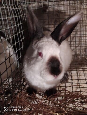 xacmaz heyvan bazari: Kalfor dovwanlar damazlig 🇦🇿 isdeyen olsa whatcapa yazsin — 5