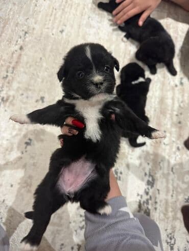 İtlər: 1 ay, Ünvandan götürmə — 2