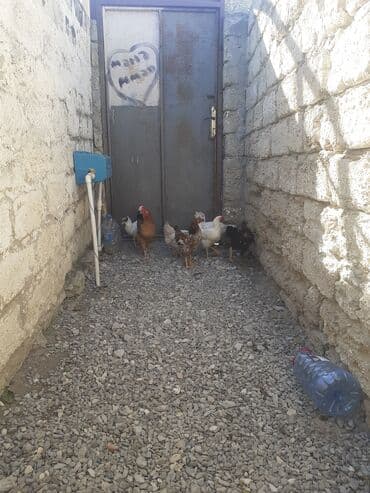 toyuga verilen adlar: Toyuq, Damazlıq — 4