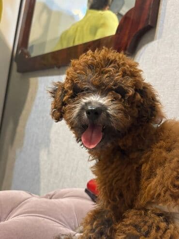 it tasmaları: Pudel, 6 ay, Erkek, Peyvəndli — 3