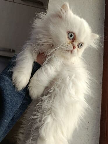 pişik pers: Fars — 4