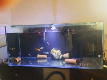 çöl qazı haqqında məlumat: Şüşə akvarium komplekti - Ölçü: təxmini uzunluq 1.10 hundurluyu 50 — 1