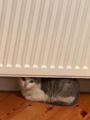 pişik cutləşmə: Yaxşı əllərə — 4