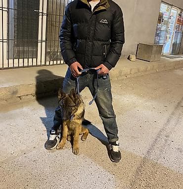 kangal iti satisi: Alman çoban iti, 5 ay, Dişi, Peyvəndli — 1