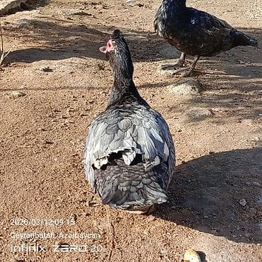 Akvariumlar: Satılır hamsı bir yerdə — 2