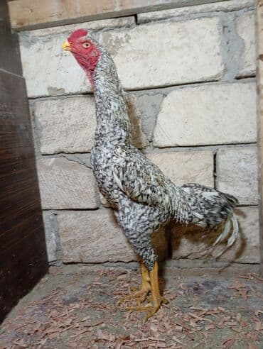 Trampla naxışlı, uzunboylu, incə skeletli xoruz. - Rəng: boz-ağ qara lalafo.az -da Trampla naxışlı, uzunboylu, incə skeletli xoruz. - Rəng: boz-ağ qara