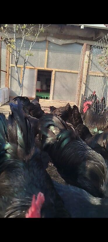 cuce dami: Alman cinsi australorp cücə və yumurta sifarişi qəbul olunur. bütün — 15