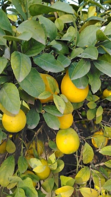 tikanlı bitkilər: Super limon irili xirdalı bir yerdən 0.20qəp — 3