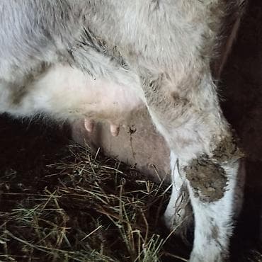 Kənd təsərrüfatı quşları: Dişi, il: 3, Südlük, Ödənişli çatdırılma — 3