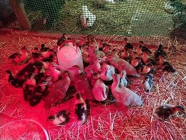 kənd heyvanları: Satılır: muskus ördək balaları (4-12 günlük) (indo-ducklings) lavanda — 4