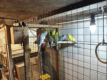 купить хамелеона в баку: Məhəbbət quşları 1Ədəd 10Azn — 3