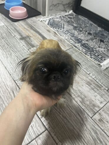 переноска для животных: Пекинес, 1 месяц, Самка, С прививками, Самовывоз — 4