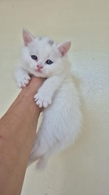 pişik cutleşdirmek: Erkək, Dişi — 2