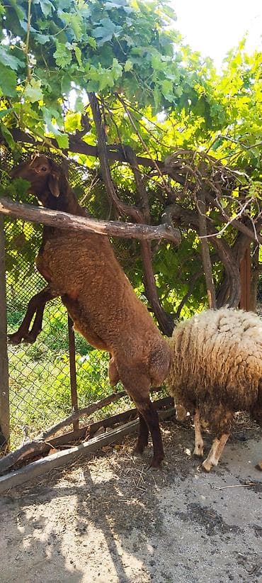 K/t heyvanları və malları: 1 yaş 2 ayliq qoç tam sağlamdi — 2