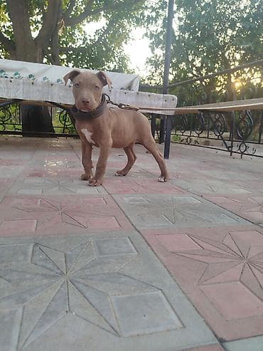 pidbul it: Pitbul, 2 ay, Dişi, Ünvandan götürmə — 2