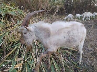 Gəmiricilər: Saanen tekesi — 8