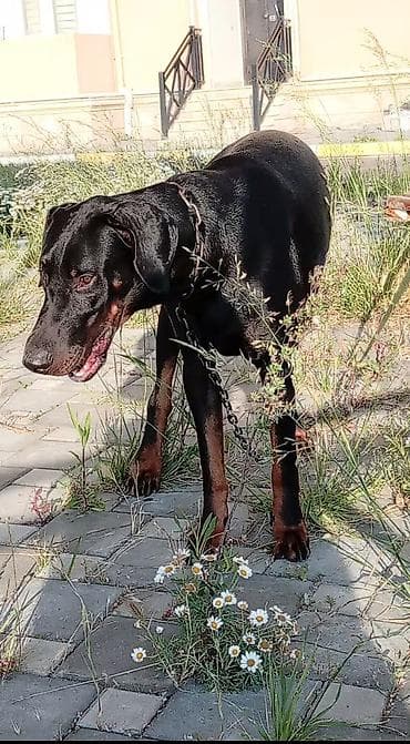Doberman, 1 il, Erkek, Cütləşmə üçün, Ünvandan götürmə — 1