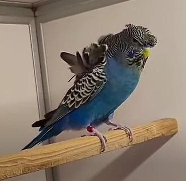 əbabil quşunun qiyməti: Yaponic cütü 70 azn — 8