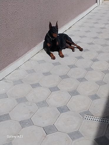 balaca it adlari: Doberman — 3