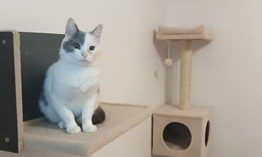 Dişi, Yaxşı əllərə