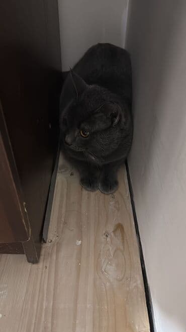 pişik üçün sumka: Britan, Erkək, Yaxşı əllərə — 2