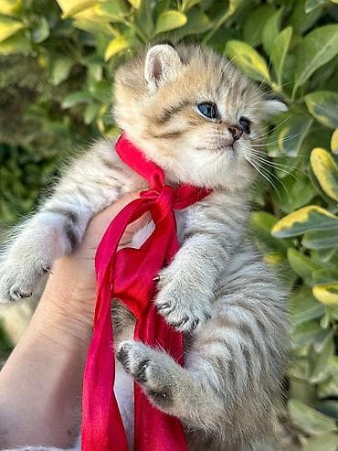 sabuncu heyvan bazari: Britan — 5