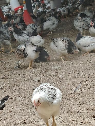 sort toyuqlar: Toyuq cücələri, Damazlıq, Ödənişli çatdırılma — 4
