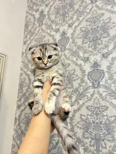 pişik tualet: Şotland — 3