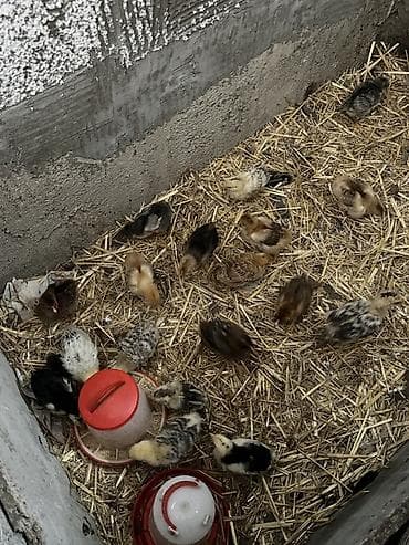 kent colpası: Toyuq cücələri, Damazlıq — 7