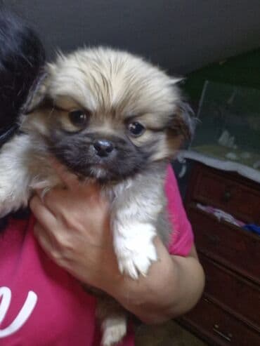 arı yeşik: Pekines, 2 ay, Erkek, Ödənişli çatdırılma — 1