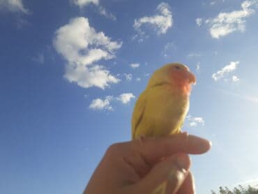 Heyvanlar üçün mallar: Narinci-çəhrayı yanaqlı, sarı tüklü sevgi tutuquşusu (lovebird)satılır — 1