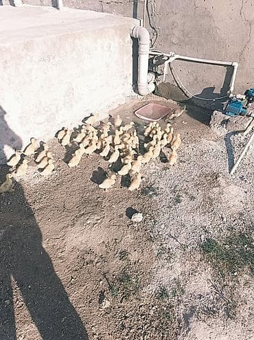 С/х животные и товары: Satılır: ördək balaları (küçə şəraitində saxlanılan iri balalı sürü) — 3