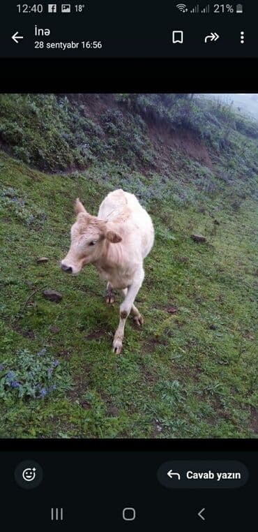 Məhsul: İnək Təsvir: - Rəng: açıq krem və qəhvəyi-ağ ləkəli (iki