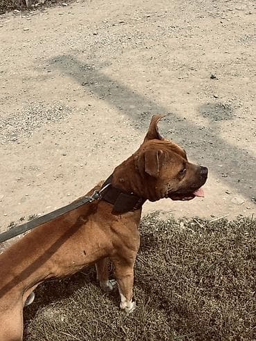 balaca dana: Pitbul, 1 il, Erkek — 7