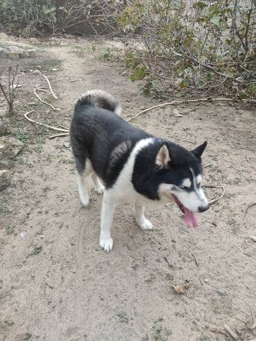 отдам собаку в хорошие руки: Хаски, 1 год, Самец — 4