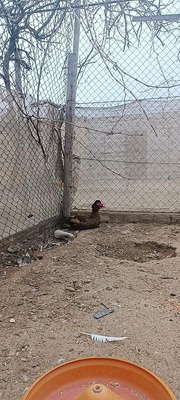 Akvariumlar: Satılır: Muskovi ördəklər (indo-ördəklər) - Rənglər: şokolad-qəhvəyi — 7