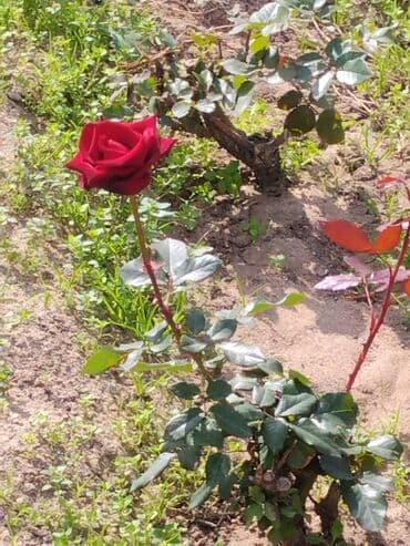 Gübrələr: Qırmızı güllər – tinglər - Növ: bağ gülləri (qırmızı çiçəkli, iri — 1