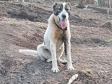 alpin kecisi satilir: Alabay, 10 ay, Dişi — 3