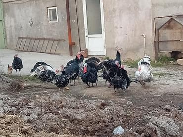 Atlar: Məhsul: Hinduşka (qara və ala rəngli sürü) Təsvir: - Həyət şəraitində — 4