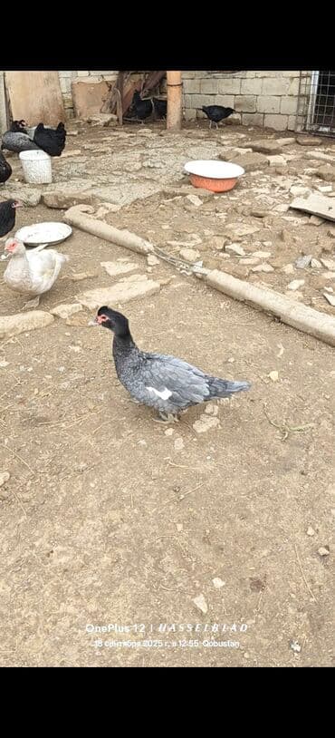 cins ineklerin satisi: Dişi, | Lal ördək, Ətlik — 1