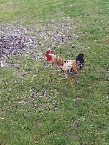 gence xoruz: Təsvir:1-i 25 Azn 6 sı 150 Azn - Şəkillərdə müxtəlif rənglərdə — 6