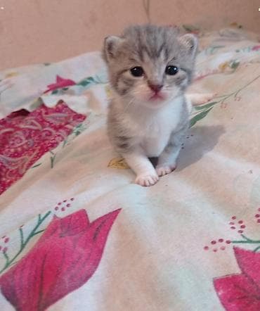 lalafo keci satisi: Şotland, Yaxşı əllərə — 1