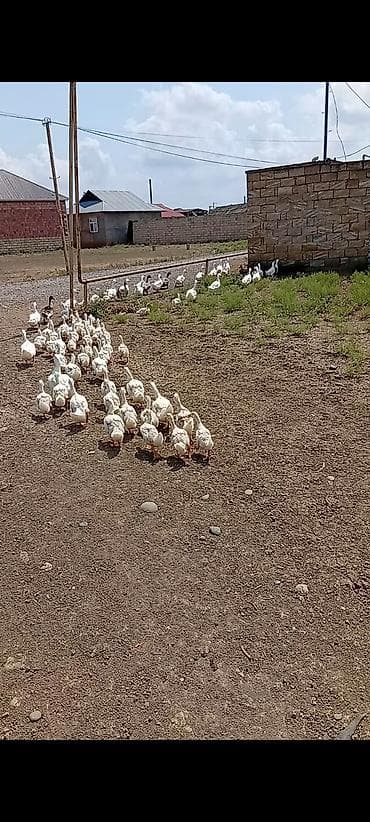 tutuquşu satılır: Ördey satiram 77 baş.28 bas yumutlayan ordey bezileri yumurtayir.49 — 1